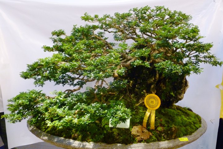 2010 MALAYSIA BONSAI & SUISEKI EXHIBITION AND COMPETITION  36476_14