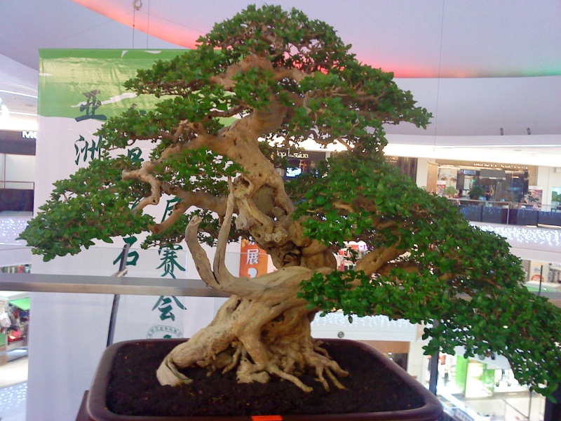2010 MALAYSIA BONSAI & SUISEKI EXHIBITION AND COMPETITION  Dsc00812