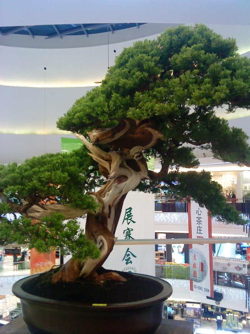 2010 MALAYSIA BONSAI & SUISEKI EXHIBITION AND COMPETITION  Dsc00819
