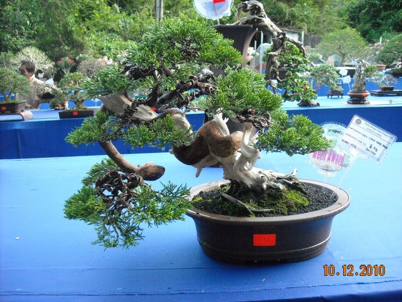 Penang Island Bonsai Competition 2010 Dec  (Malaysia) Dscn4423