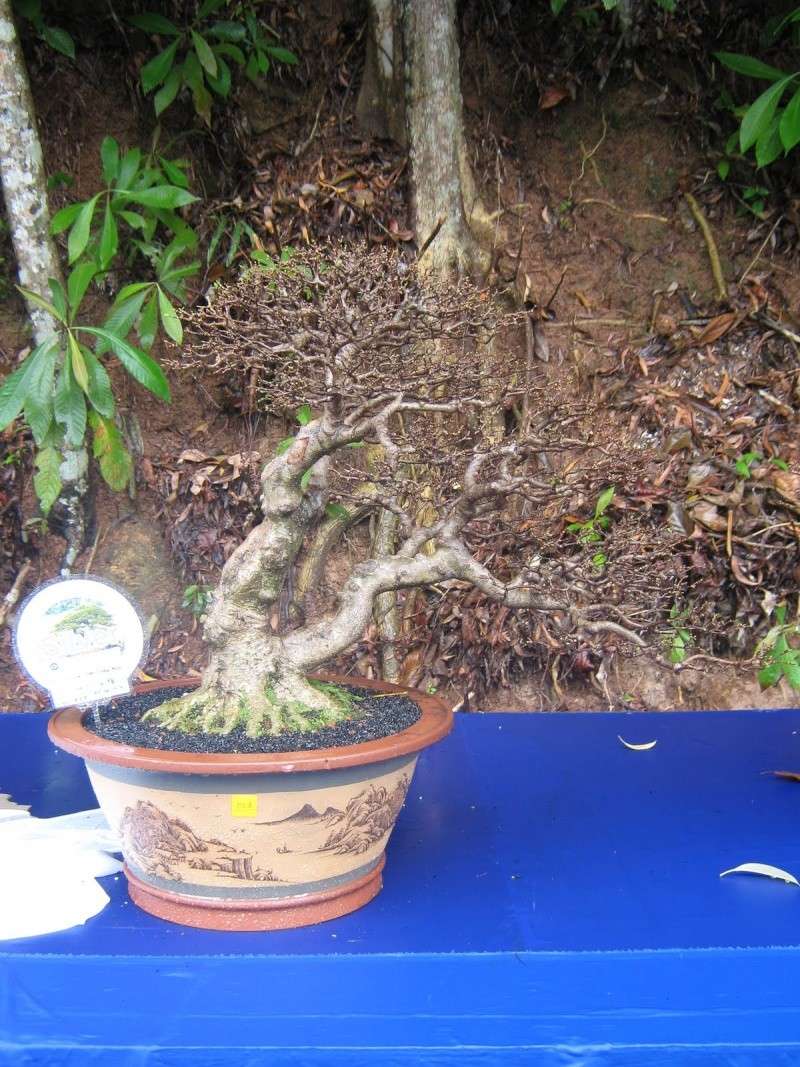 Penang Island Bonsai Competition 2010 Dec  (Malaysia) Img_3019