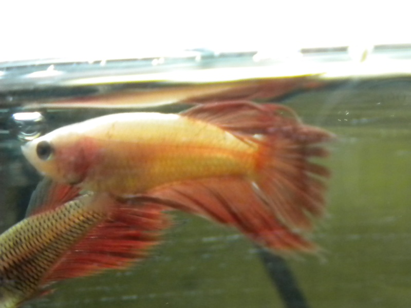 Repro betta crowntail  Rscn0410