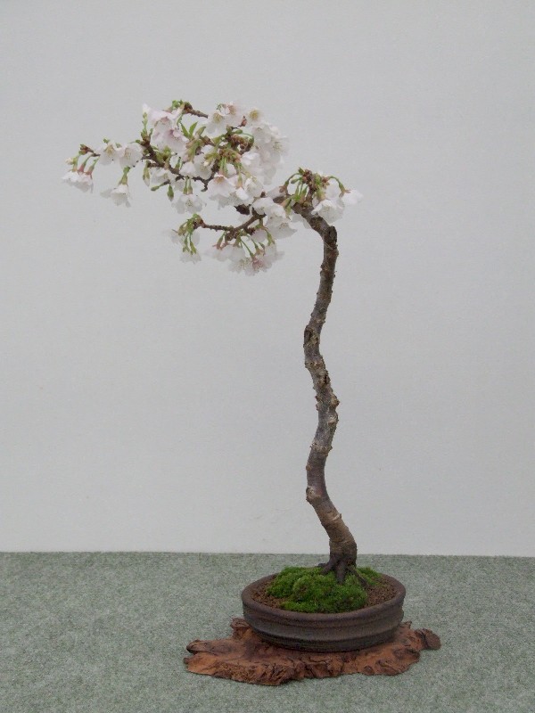 Cheap bonsai. Andy_h10