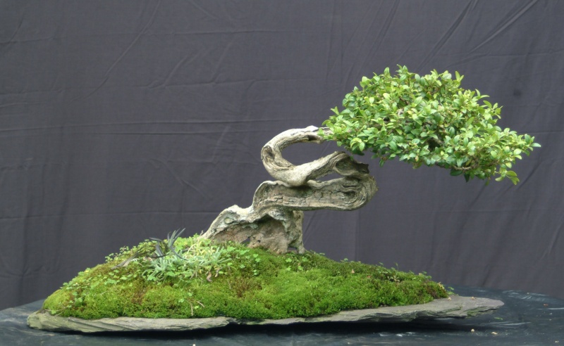 Making the Moss of It Buxus_11