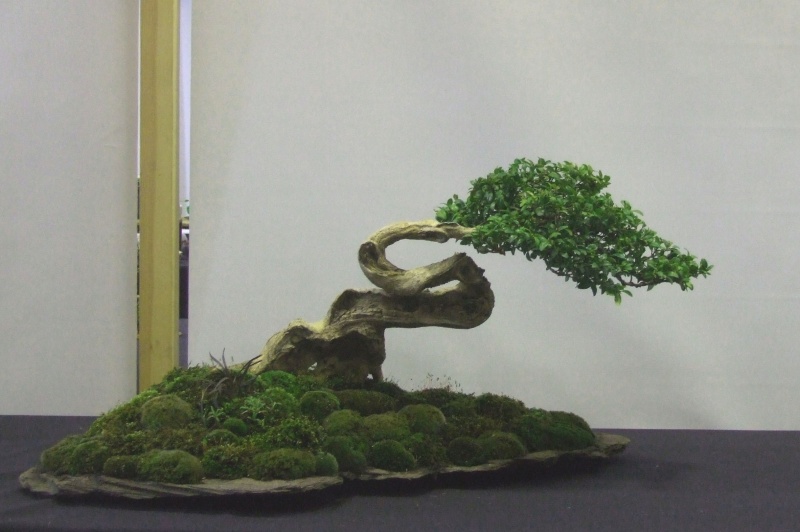 Making the Moss of It Buxus_12