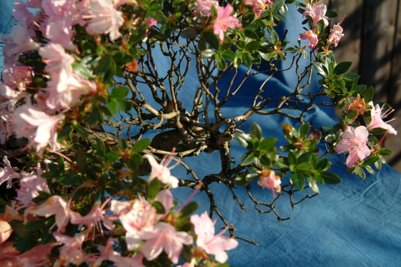 Azaleas - "The Snake" and "The Downtrodden" Dscf2712