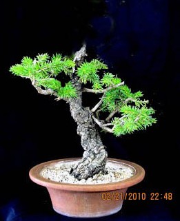 Colorado Blue Spruce Pat_s_10