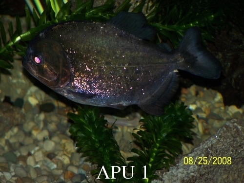 APU's Official April POTM Voting Thread (Piranha) Burgh_10