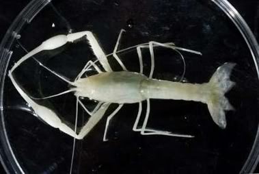 " NEW scorpion species found" Cave_s10