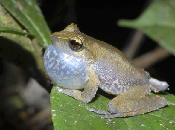 Rare Frog Species-Litoria Frog Litori10