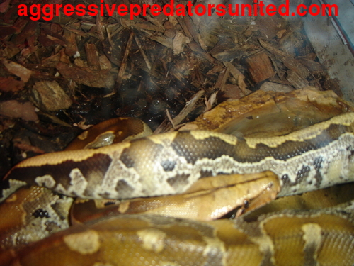 Some more pics of the Borneo Blood Python Python19