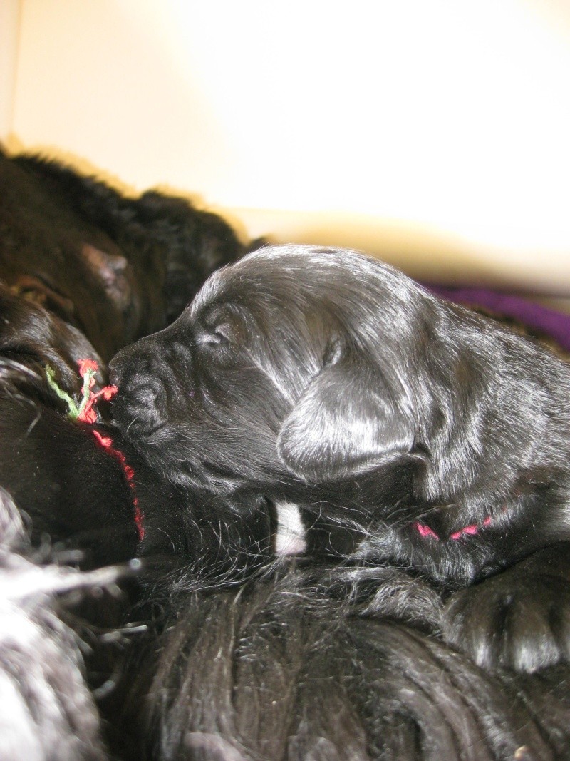 New Giant Schnauzer puppies Red_ea10