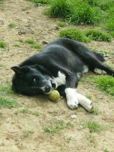 BLACKY Xhusky berger des12 ans  1/2 gentil et independant REF  (91) ADOPTE Blacky11