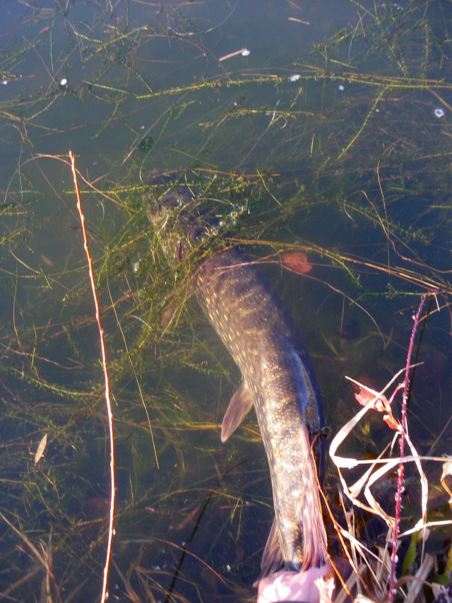 brochet sous la neige . 00841