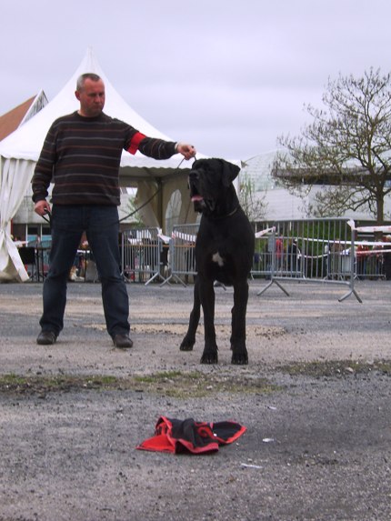 Expo Amiens RESULTATS regroupés et contre-rendu Cacib_21