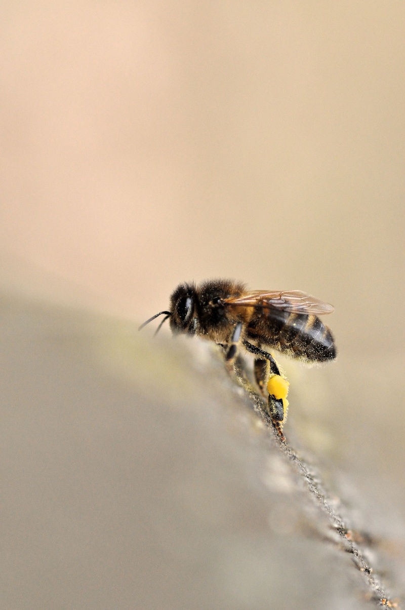 Abeilles Dsc_7310