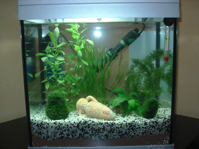 Mon 1er aquarium de 30 L Dsc00110