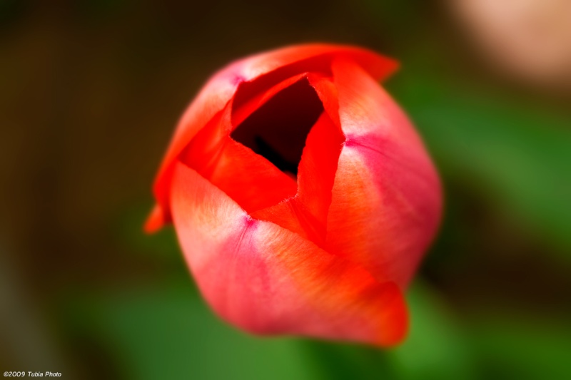 Tulipano Tulipa10