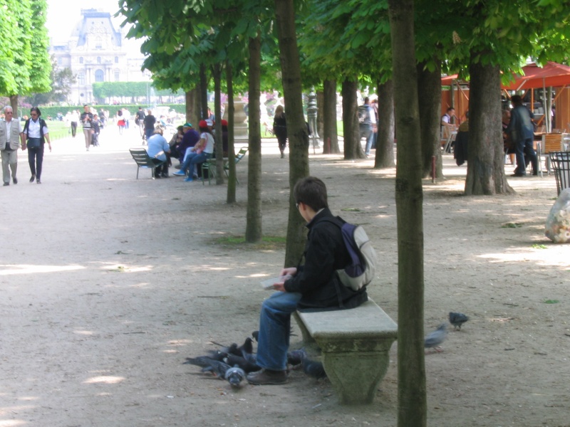 Amis des colombidé, rendez-vous au Jardin des Tuileries ! Divers10