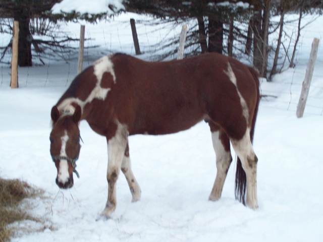 VOICI MES DEUX CHEVAUX DE BARIL Cheval14