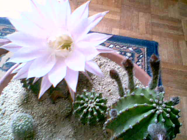 Fleur de Cactus - Echinopsis oxygona L_echi10
