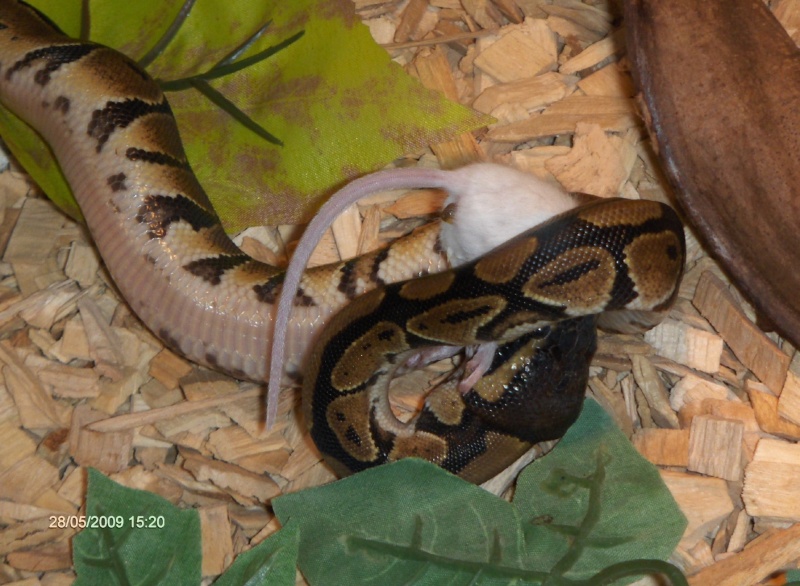 mes serpents Python10