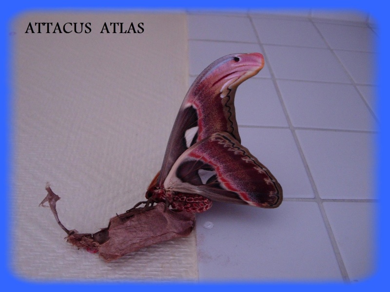 éclosions Papillon Attacus  Atlas Dscn5412