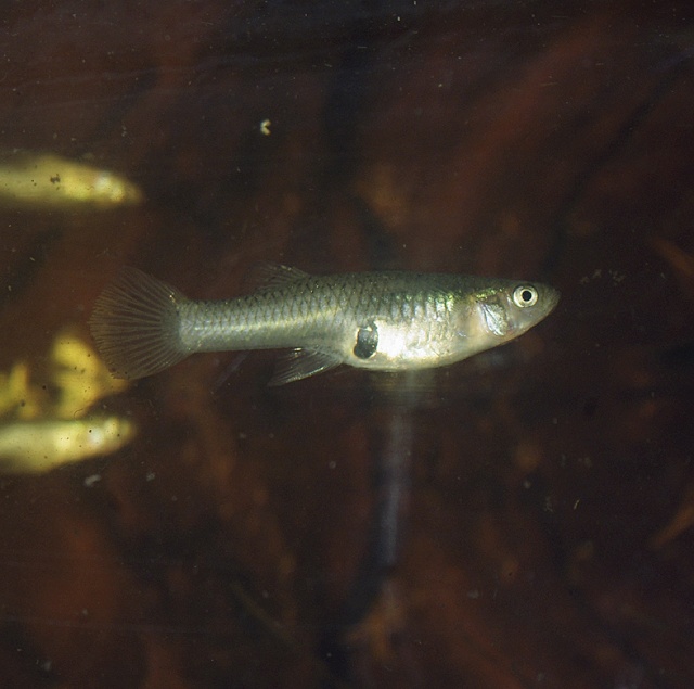 Histoire et biotope  de Gambusia affinis Gambus11