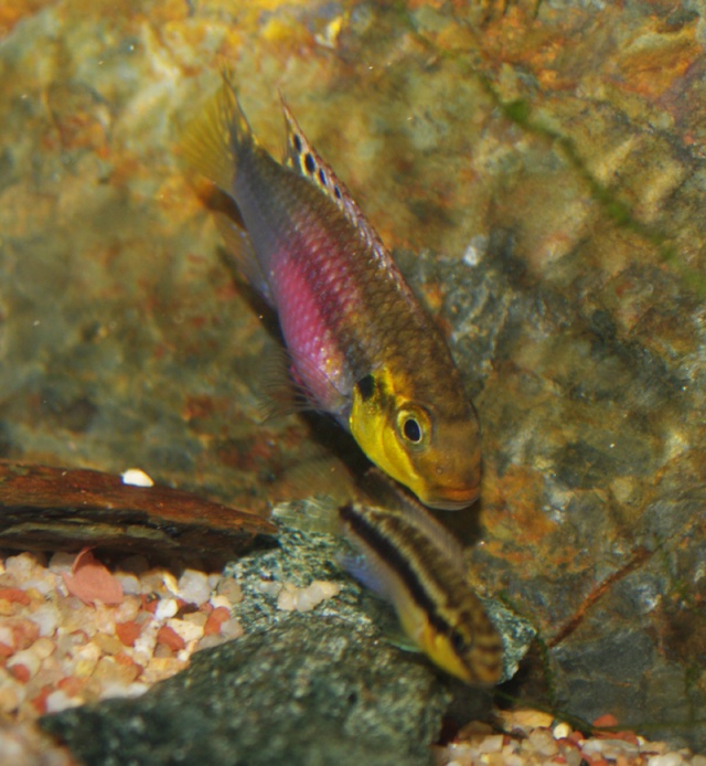 Pelvicachromis subocellatus "matadi" Imgp0012
