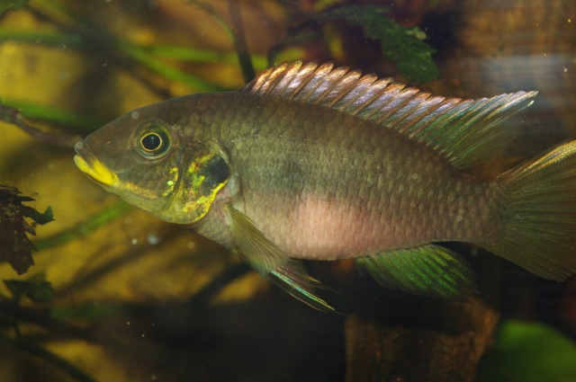 Benitochromis riomuniensis Imgp1610