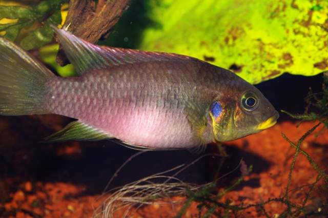 Benitochromis riomuniensis Imgp1611