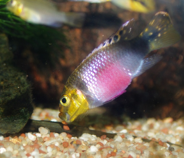 Pelvicachromis subocellatus "matadi" Imgp9811