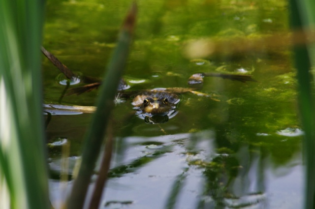 Un petit biotope, qui par certain coté, rapel des biotopes exotiques Ruisse17