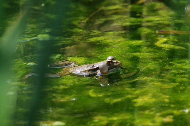 Un petit biotope, qui par certain coté, rapel des biotopes exotiques Ruisse18