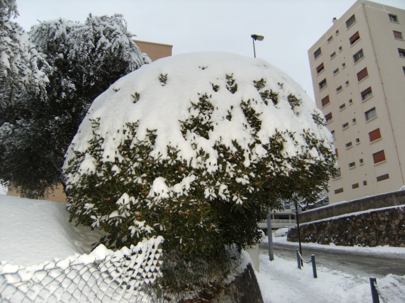 Alpes-Maritimes 2: Grasse sous la neige, février 2010 2510