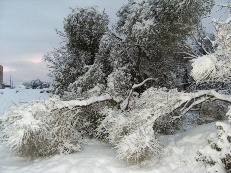 Alpes-Maritimes 2: Grasse sous la neige, février 2010 5010