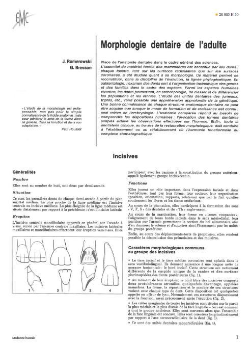 morphologie dentaire de l'adulte Sans_t18