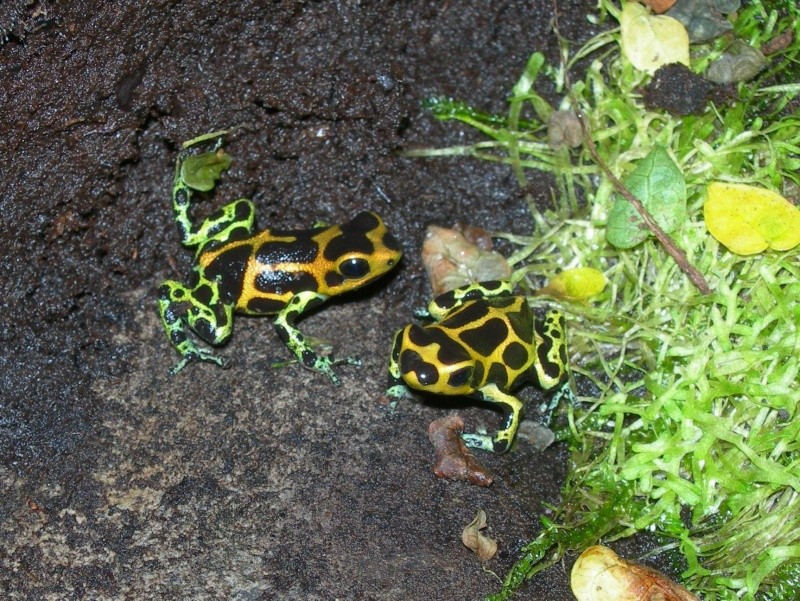 mes dendrobates Dscn2710