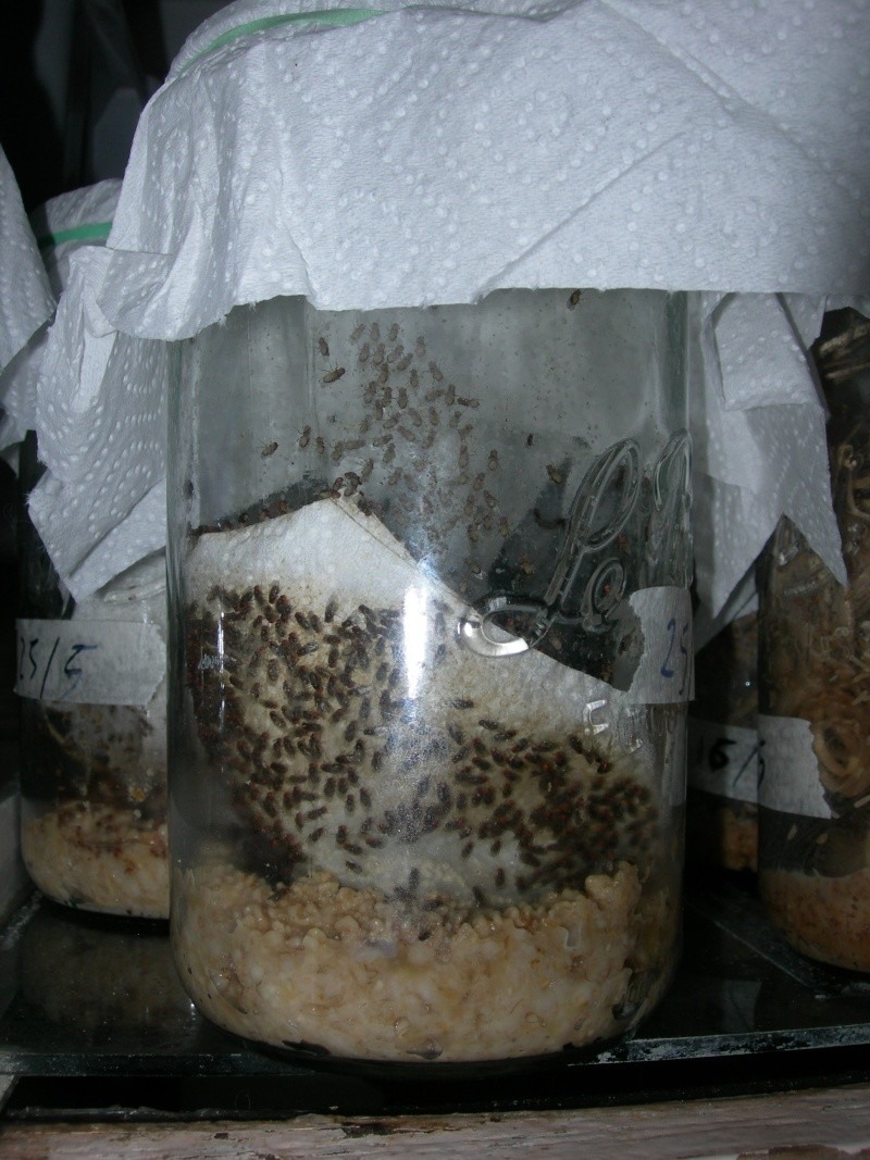 les drosophiles ou mouches du vinaigre Dscn2813