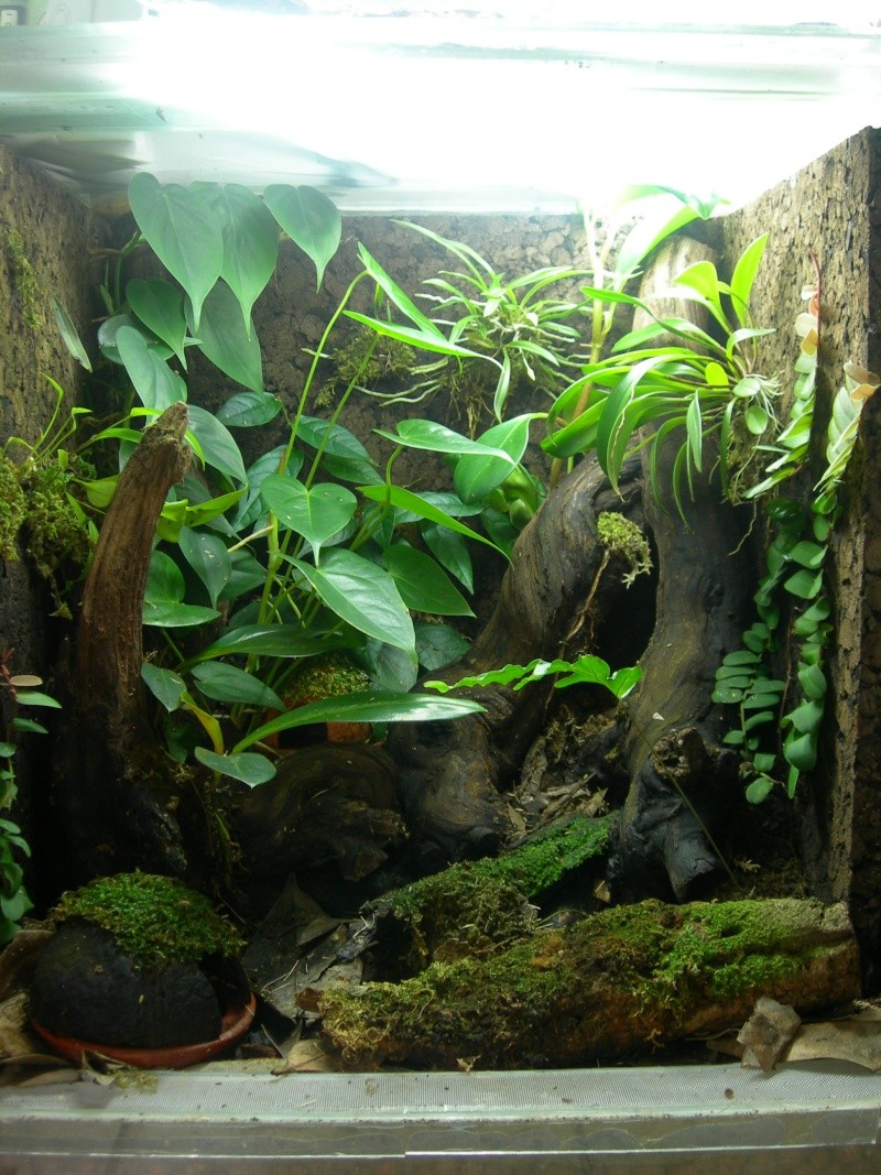 Evolution de la végétation en terrarium Leuco_12