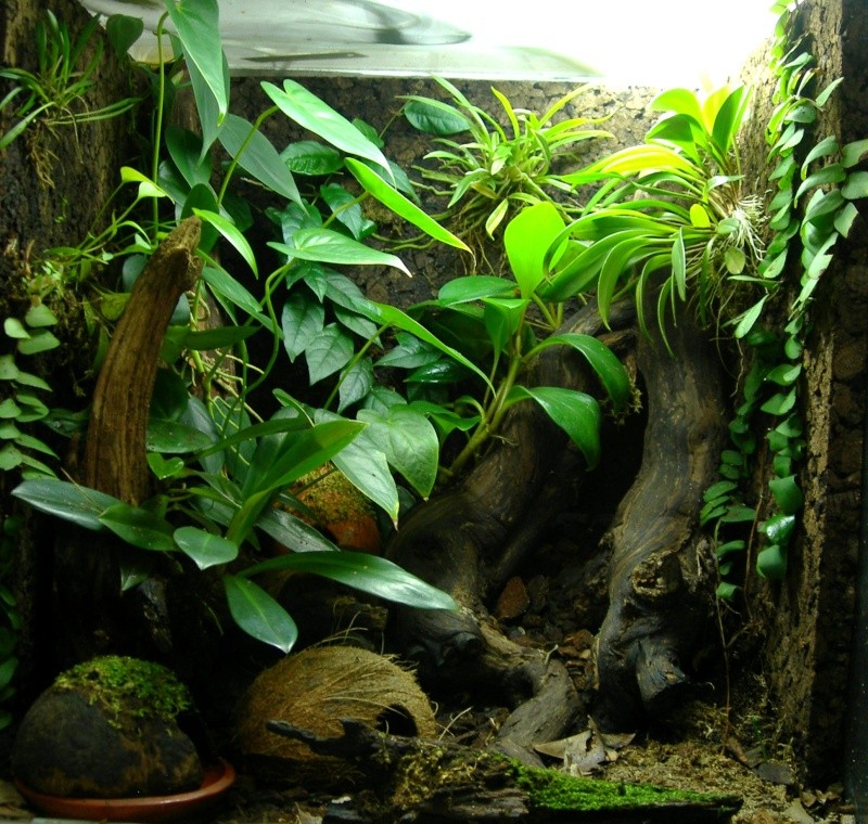 Evolution de la végétation en terrarium Leuco_13