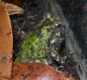 les grenouilles chez yay Dscn2816