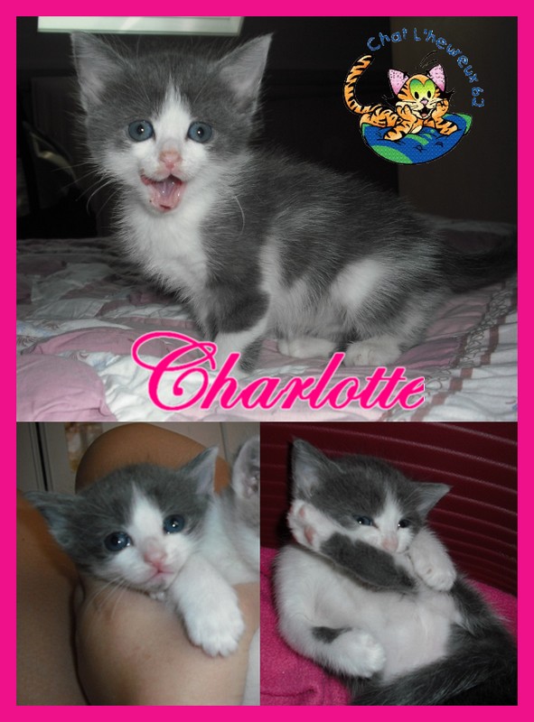 Charlotte, petite demoiselle à réserver Chaton17