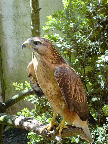 Faune et Flore en Algérie Buse110