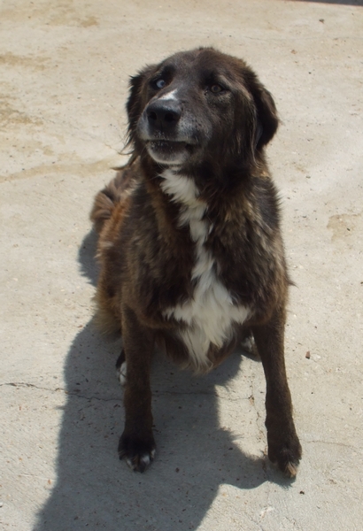 Urgent - KETAL - x labrador/husky 8 ans  (8 ans de refuge)- LDAS à Neuville s/Sarthe (72) Dscf7967