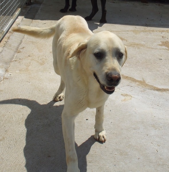 Rambo magnifique labrador mâle sable de 10 ans dpt 72 Dscf7973