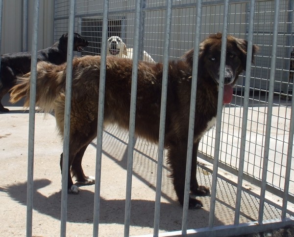 Urgent - KETAL - x labrador/husky 8 ans  (8 ans de refuge)- LDAS à Neuville s/Sarthe (72) Dscf8458