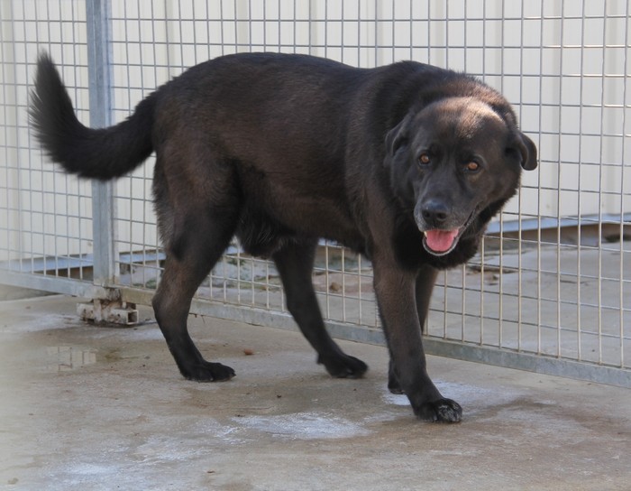 URGENT Snoopy, croisé labrador, chocolat, 10 ans, 8 ans de refuge - LDAS (72)  Refug209