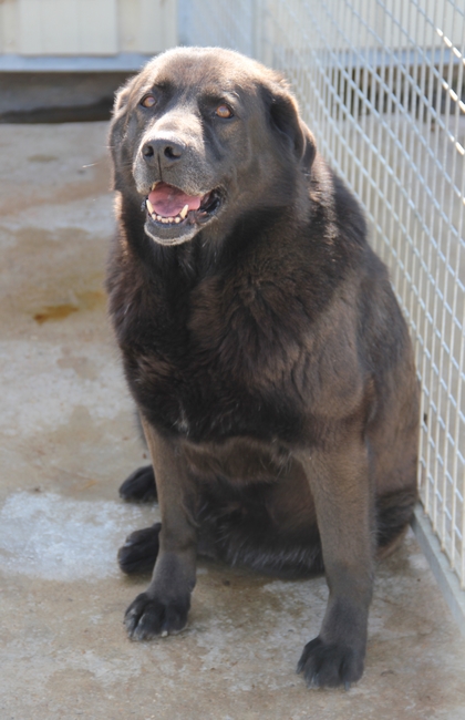 URGENT Snoopy, croisé labrador, chocolat, 10 ans, 8 ans de refuge - LDAS (72)  Refug212