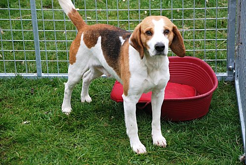 VOLVIC, croisé beagle mâle, 6 ans (72) Volvic10